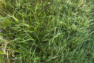 background of green grass