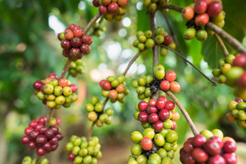 Coffee beans on tree