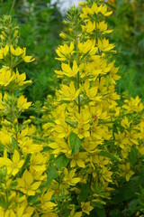 Lysimachia