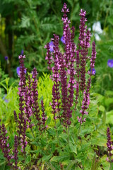 Fototapeta premium Pink salvia