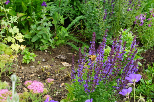 Small Tortoiseshell Butterfly on salvia