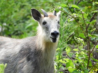 女性を見つめるカモシカ