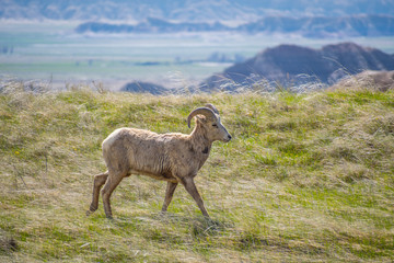Naklejka premium A female Bighorn Sheep in the field of Badlands National Park, South Dakota