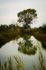 Un grande albero si riflette nelle acque immobili di un canale dell'isola di Sant'Erasmo nella laguna di Venezia