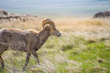 Fototapeta premium A female Bighorn Sheep in the field of Badlands National Park, South Dakota