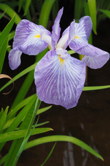 Purple Iris in garden