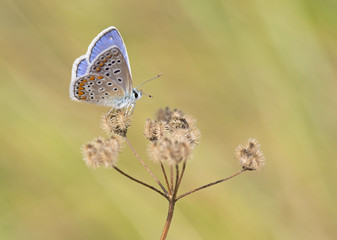 Male Common Blue 'Butterfly "Polyommatus icarus"
