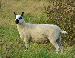 Obraz premium sheep on green grass