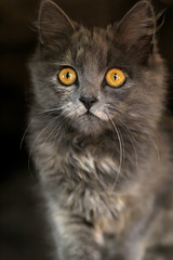 Grey kitten with piercing eyes looking. beautiful gray cat.