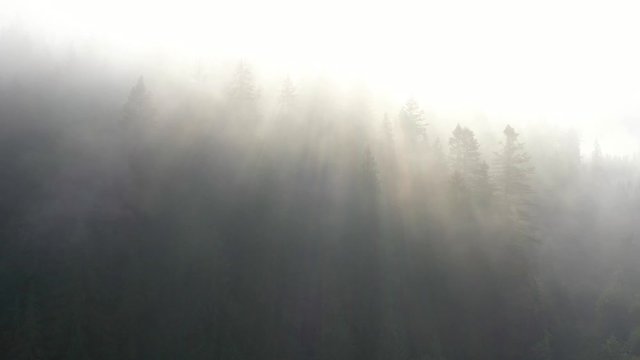 Epic aerial shot of misty mountain forest in fog with sun rays