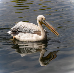 pelican sailing on the wate