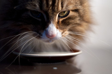 close-up of a beautiful norwegian forest cat drinking milk out of a saucer in dim light. drop of...