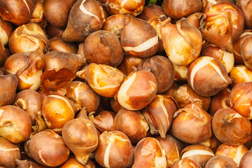 Seeds, flower seedling sprouts