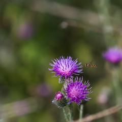 summer Flowers