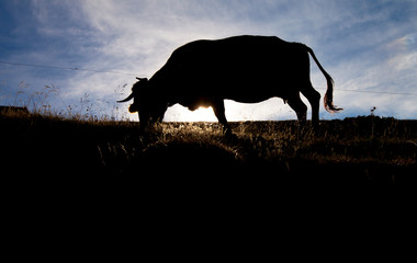 silueta de una vaca pastando