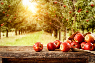 Fresh red apples on wooden board and blurred background of trees. Autumn time 