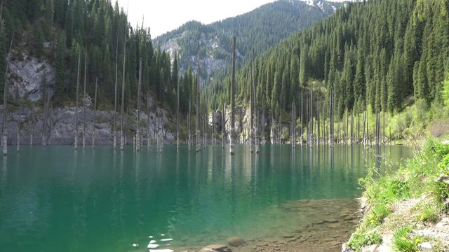  Saty Kaindy Sunken Forest Lake Picturesque Breathtaking Frontal View with Mountains at Background on a Cloudy Sky Day