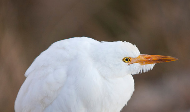 garcilla bueyera (Bubulcus ibis)