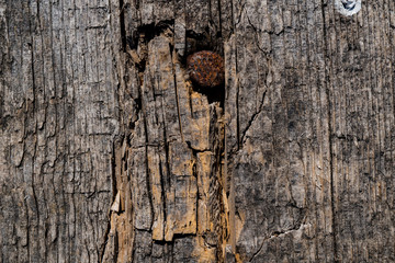 Texture of old wood