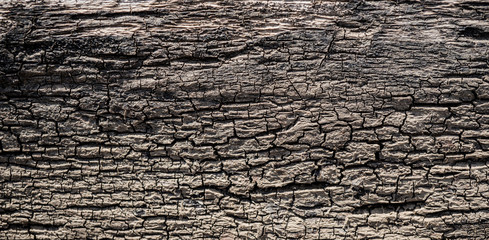 Texture of old wood