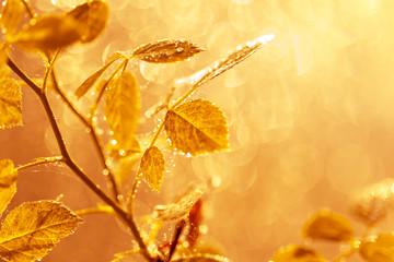 Autumn leaves with water drops and spider web at sunset over blurred background.