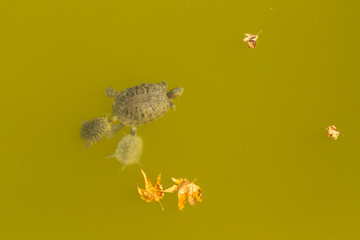 Naklejka premium turtles in a pond