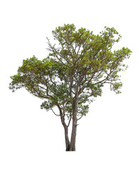 Obraz premium tree isolated on white background, collections tree isolated, tree object