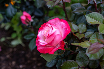 Red-white rose flower head close-up on a background of green foliage. Kyrgyzstan