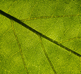 Naklejka na ściany i meble Background image of a leaf of a tree close up