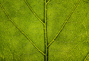 Background image of a leaf of a tree close up