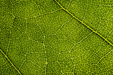 Background image of a leaf of a tree close up