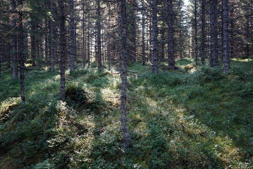 Fototapeta premium Sunlight in forest