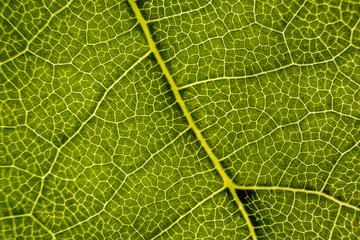 Background image of a leaf of a tree close up
