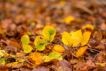 Foliage in Monti Simbruini national park, Lazio, Italy. Autumn colors in a beechwood. Beechs with yellow leaves.