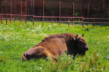 European bison Bison bonasus , also known as European bison or European forest bison. © Dzmitry