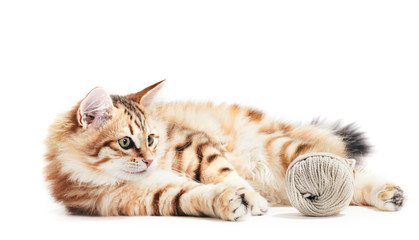 Siberian cat, a kitten playing with a cotton yarn. Isolated