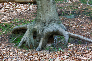 Baumwurzel eines Laubbaums