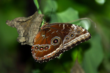 Morpho peleides butterflies