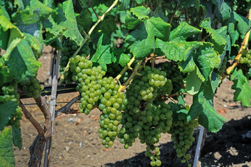 Fototapeta premium Wine estate vineyard plantation system with grape vines and plants rows. Plantation with green grapes on trellis formation, used for viticulture vineyard production in Chalkidiki Peninsula, Greece.
