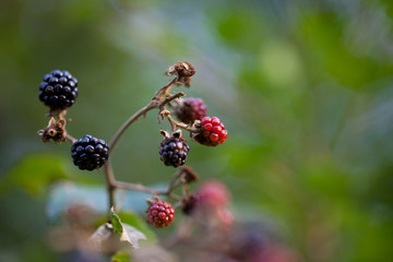 Moras silvestres
