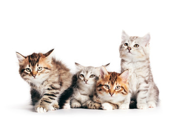 Fototapeta na wymiar Siberian cats, cute kittens from same litter isolated on white