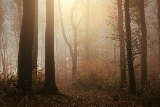 sunsshine in foggy woods, autumn forest landscape