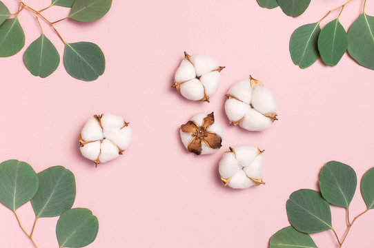 Frame of cotton flowers and green eucalyptus twig on pastel pink background. Flat lay, top view, copy space. Flower composition with delicate cotton flowers. Cotton background.