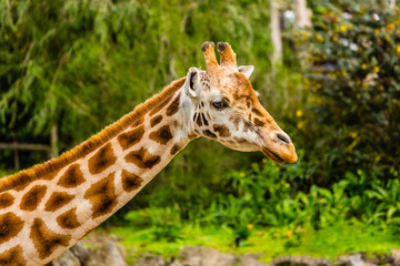 Rothschild Giraffe 
