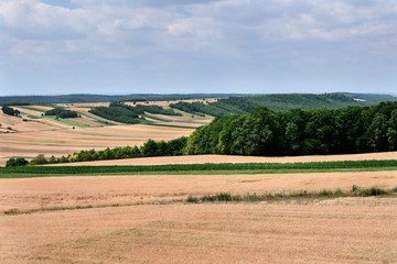 Fototapeta na wymiar Poranne letnie słońce oświetla pola dojrzewających zbóż w krajobrazie wiejskim