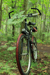 Fototapeta na wymiar bicycle in the forest wheel in the foreground