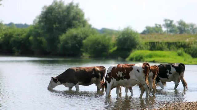 many white and brown animals graze near the river, cows lowered their heads drink water, waving their tails, beautiful nature, flying little birds, summer, Sunny day, slow motion, wide angle