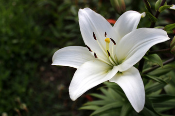 Closeup photo of white nankeen lily