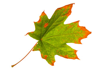 Bright colorful autumn leaves