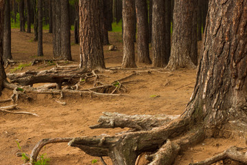 open roots of old pine trees and trees